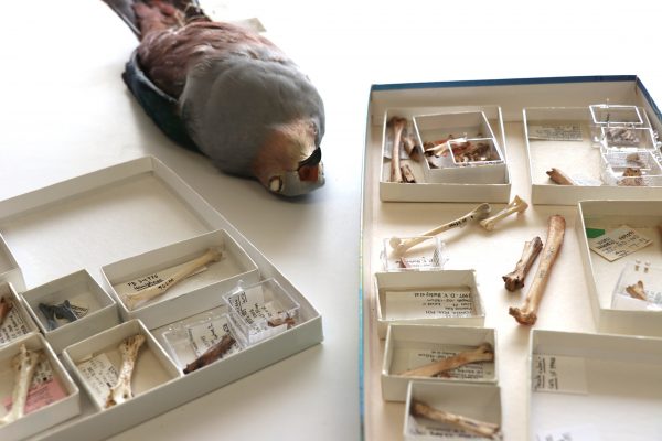 pigeon specimen with boxes of bones