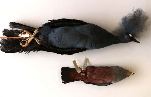 large blue crested pigeon and burgundy pigeon