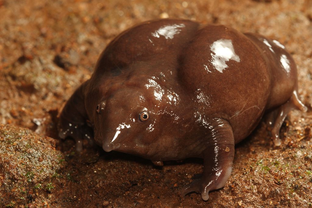 A burrowing frog
