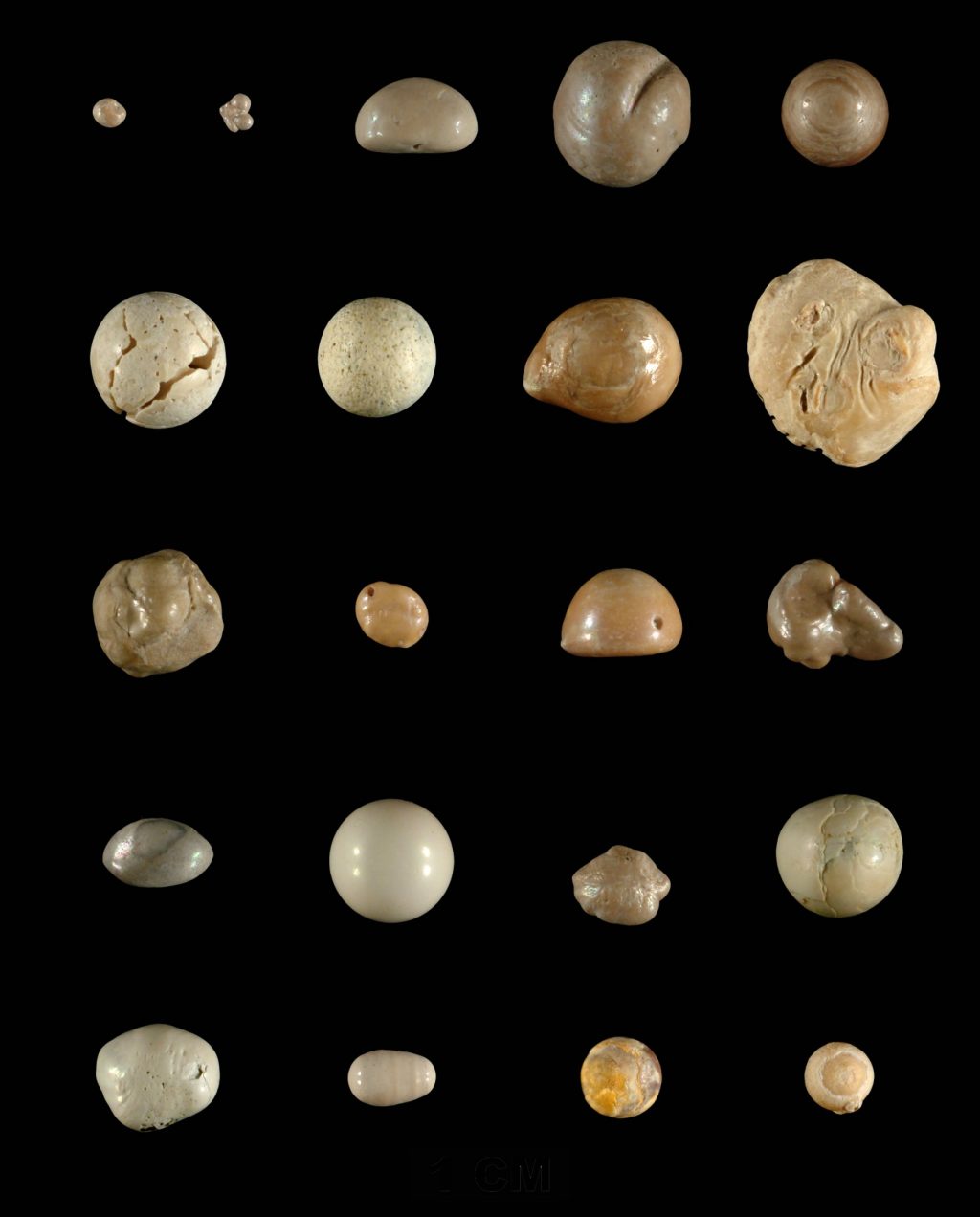 collection of fossil pearls
