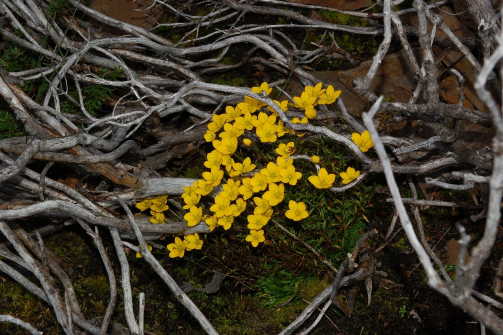 yellow flowers among twigs