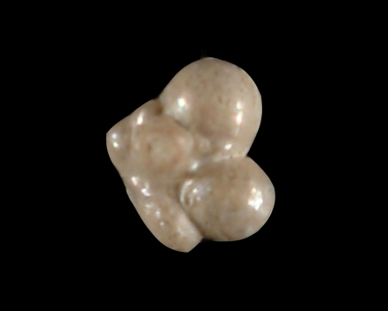 fossil pearl