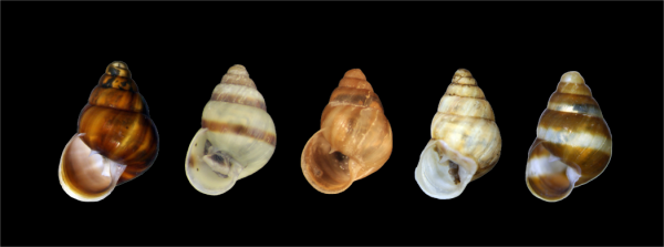 The tree-dwelling Auriculella pagneorum snails show distinct variation in color and patterning. The holotype, the specimen that officially represents the species, is on the left.  Photo courtesy of Kenneth Hayes and Norine Yeung