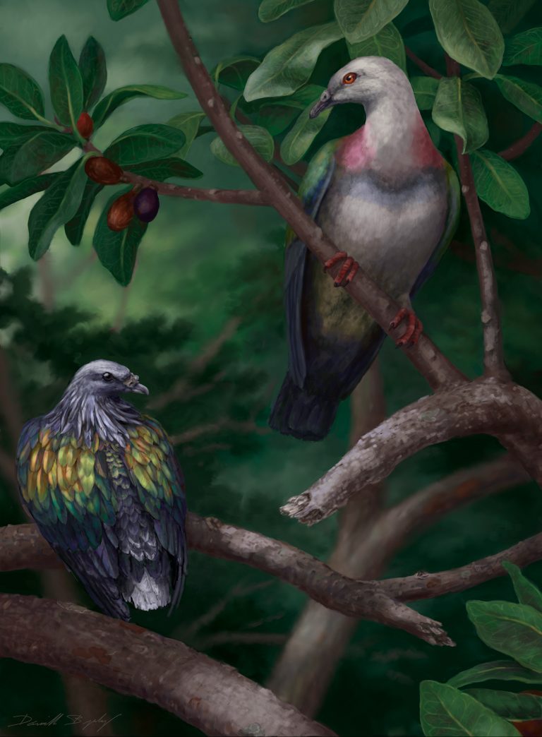 Giant, fruitgulping pigeon eaten into extinction on Pacific islands