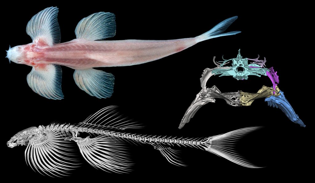 شناسایی 11 گونه از ماهی ها که قادر به راه رفتن در خشکی هستند
