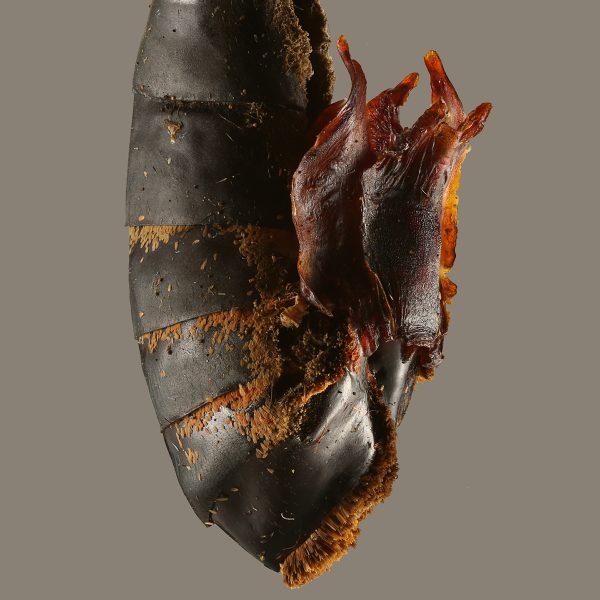 Close-up of butterfly mating plug