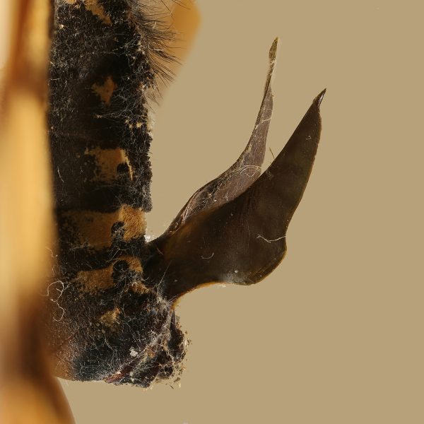 Close-up of butterfly mating plug