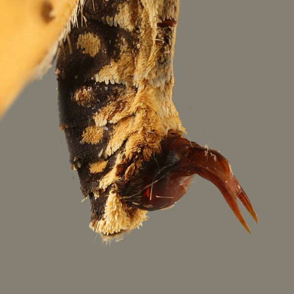 Close-up of butterfly mating plug