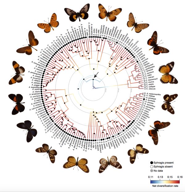 Un árbol de mariposa de la vida