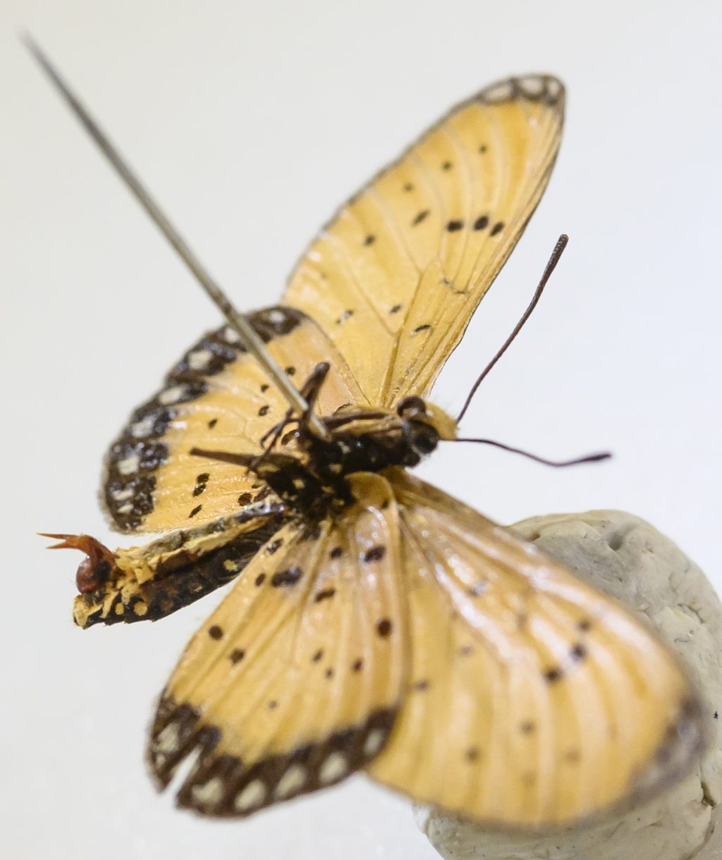 Una mariposa de primer plano