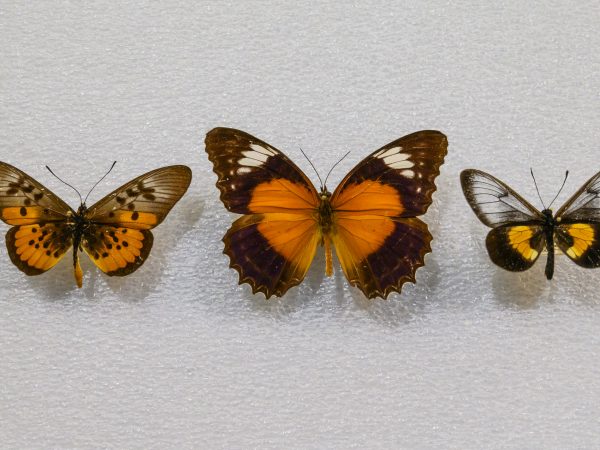 A close-up butterfly