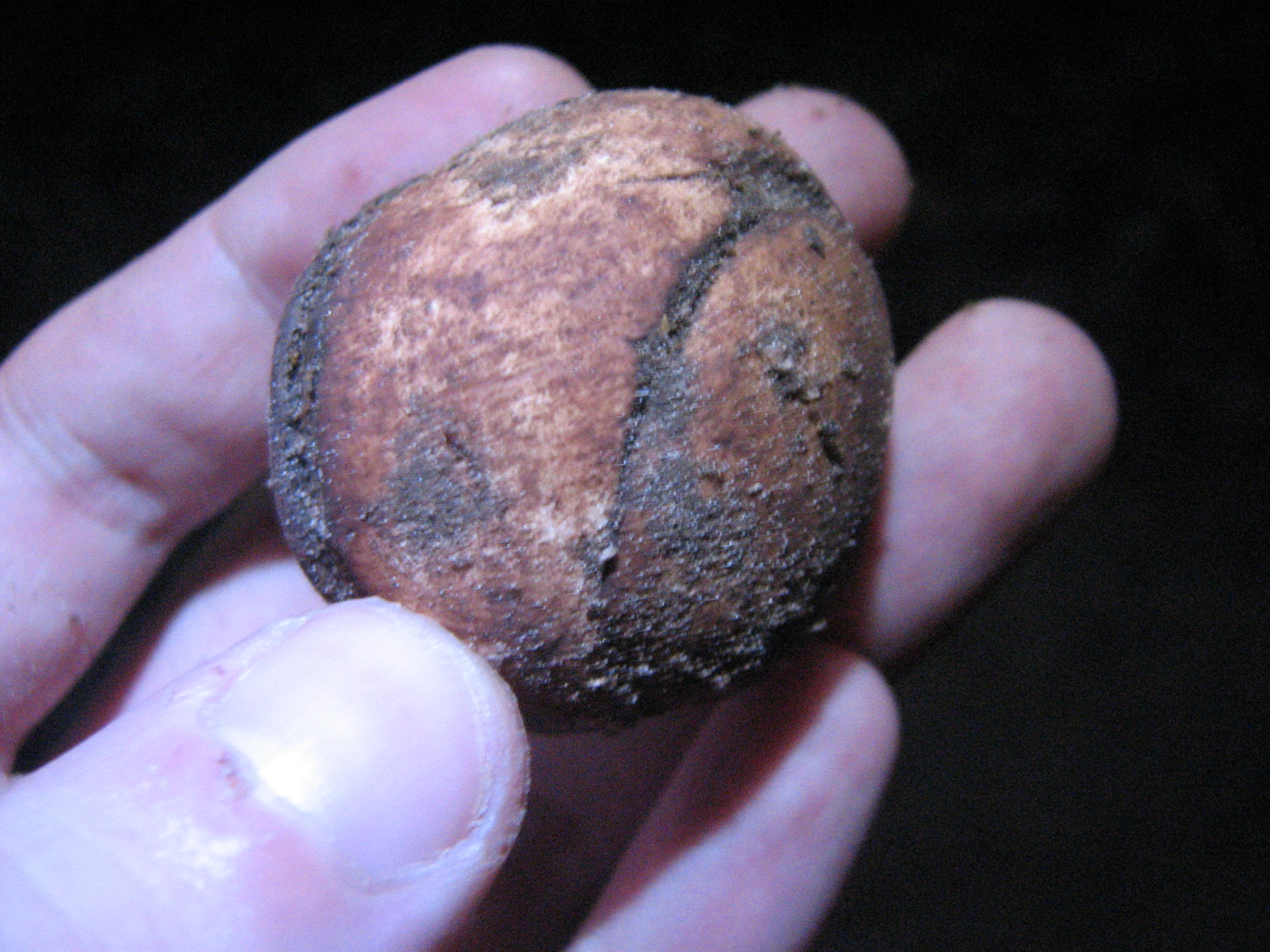 A researcher holds the round truffle 