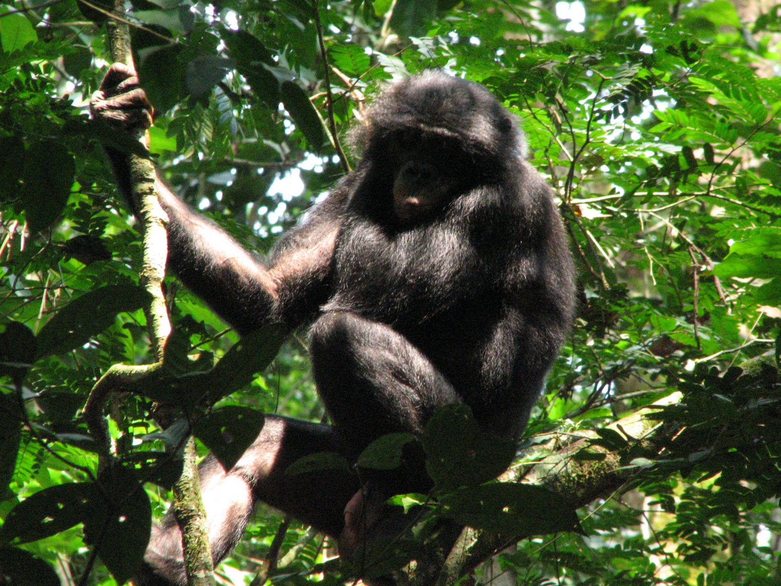 Bonobos