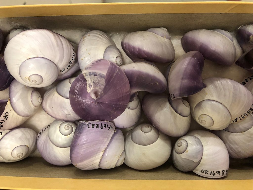 A drawer of snail shells