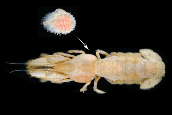 parasite on shrimp