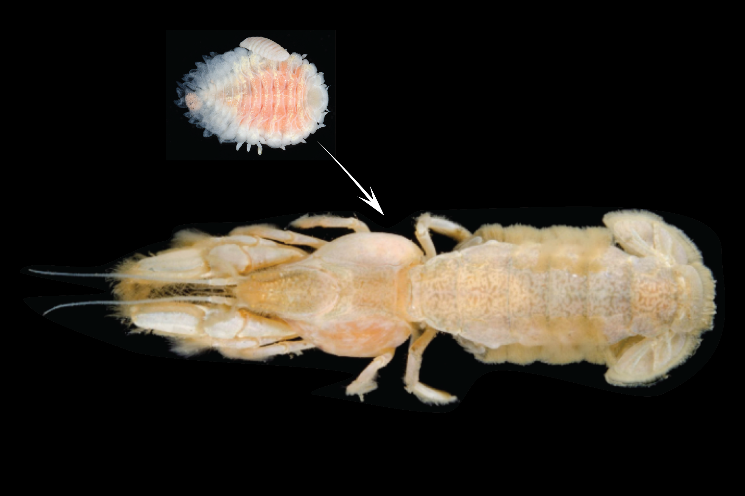 Invasive shrimp-sucking parasite continues northward Pacific expansion –  Florida Museum Science