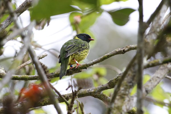 bird on branch