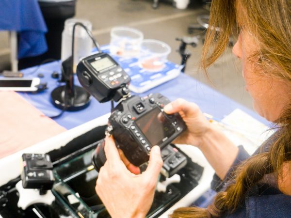 Mandy photographs specimen