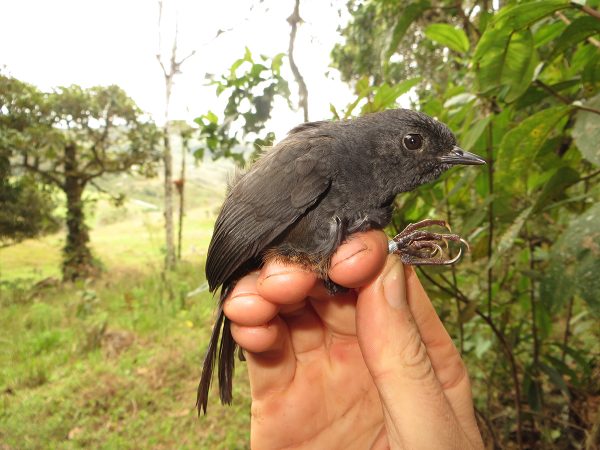 bird in hand