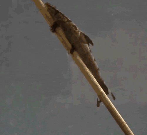 A fish climbing up a stick