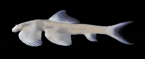 Una animación de un pez ángel de la cueva.