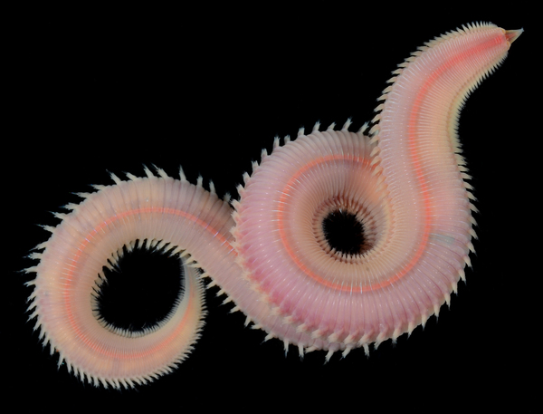 A pink worm