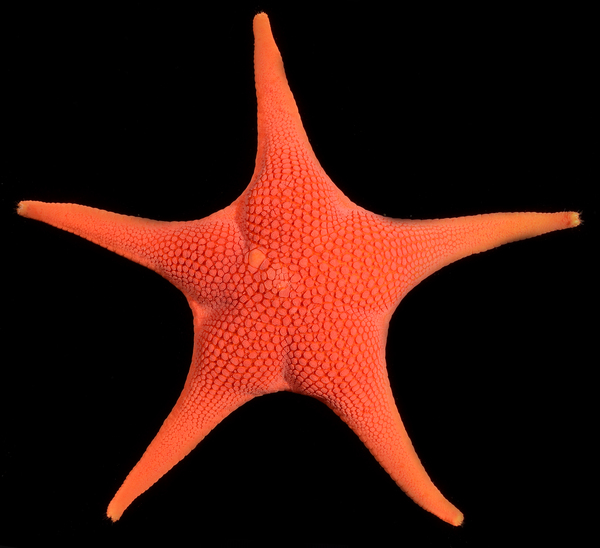 A red sea star