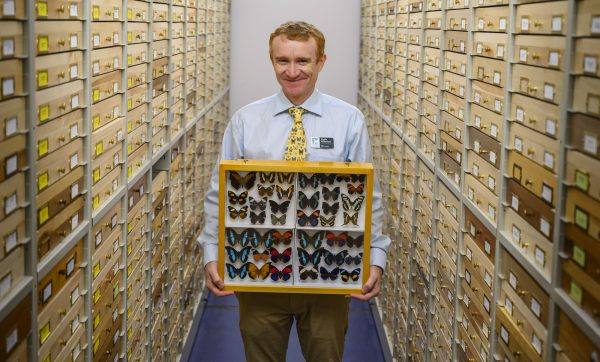 Keith Willmott holding case of butterflies