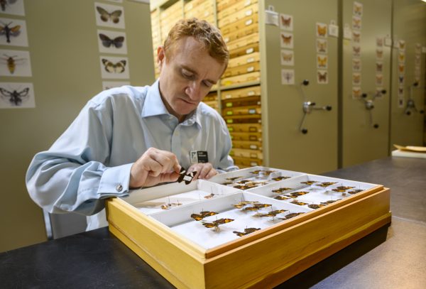 Keith Willmott working on butterflies