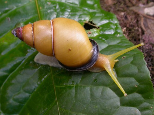 yellow snail on leaf