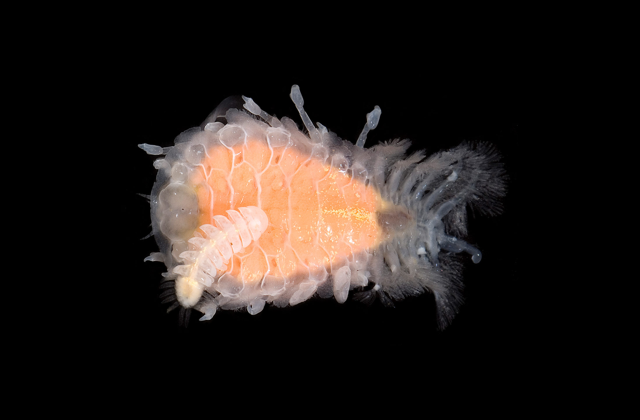 Beware the underwater vampires Research News