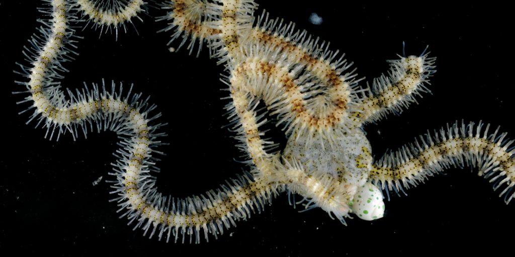 sea star with two snail parasites