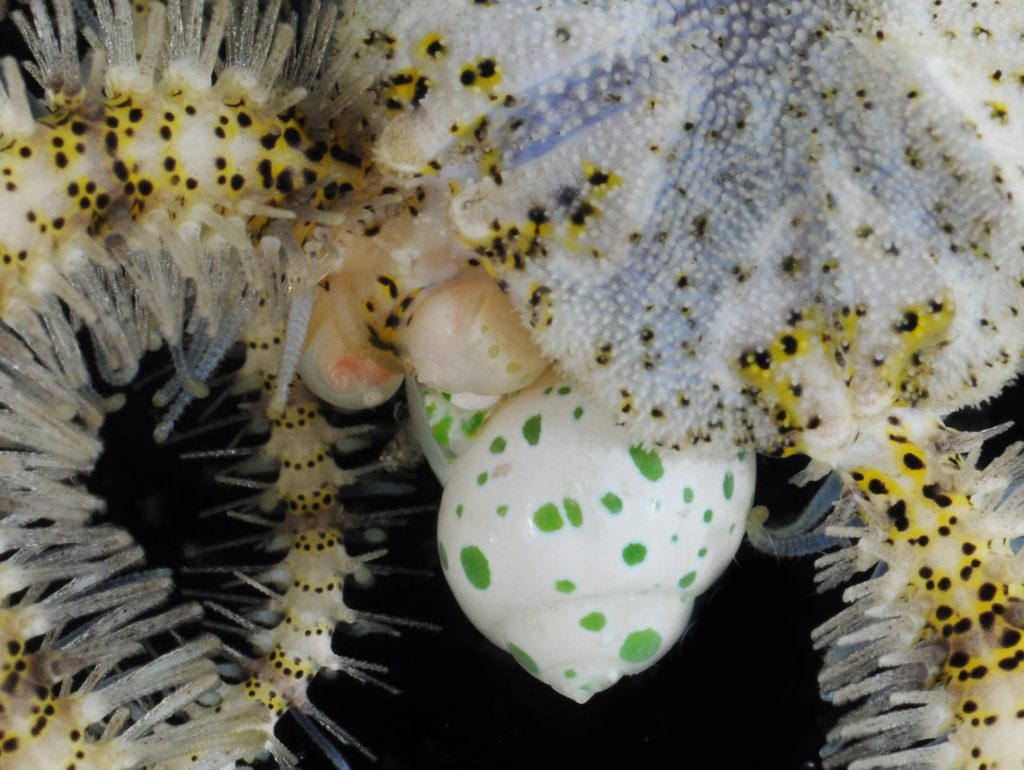 close-up of two snails feeding on sea star