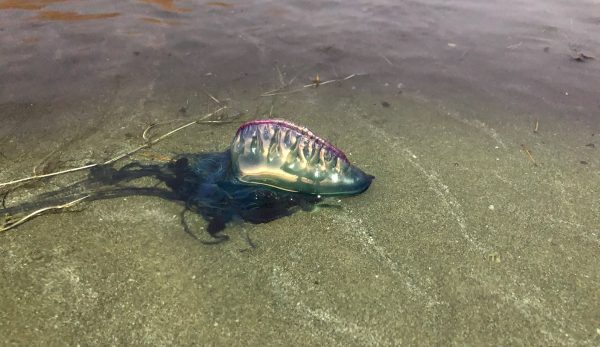 Five Facts Portuguese Man Of War Florida Museum Science Five Facts Portuguese Man Of War Florida Museum Science