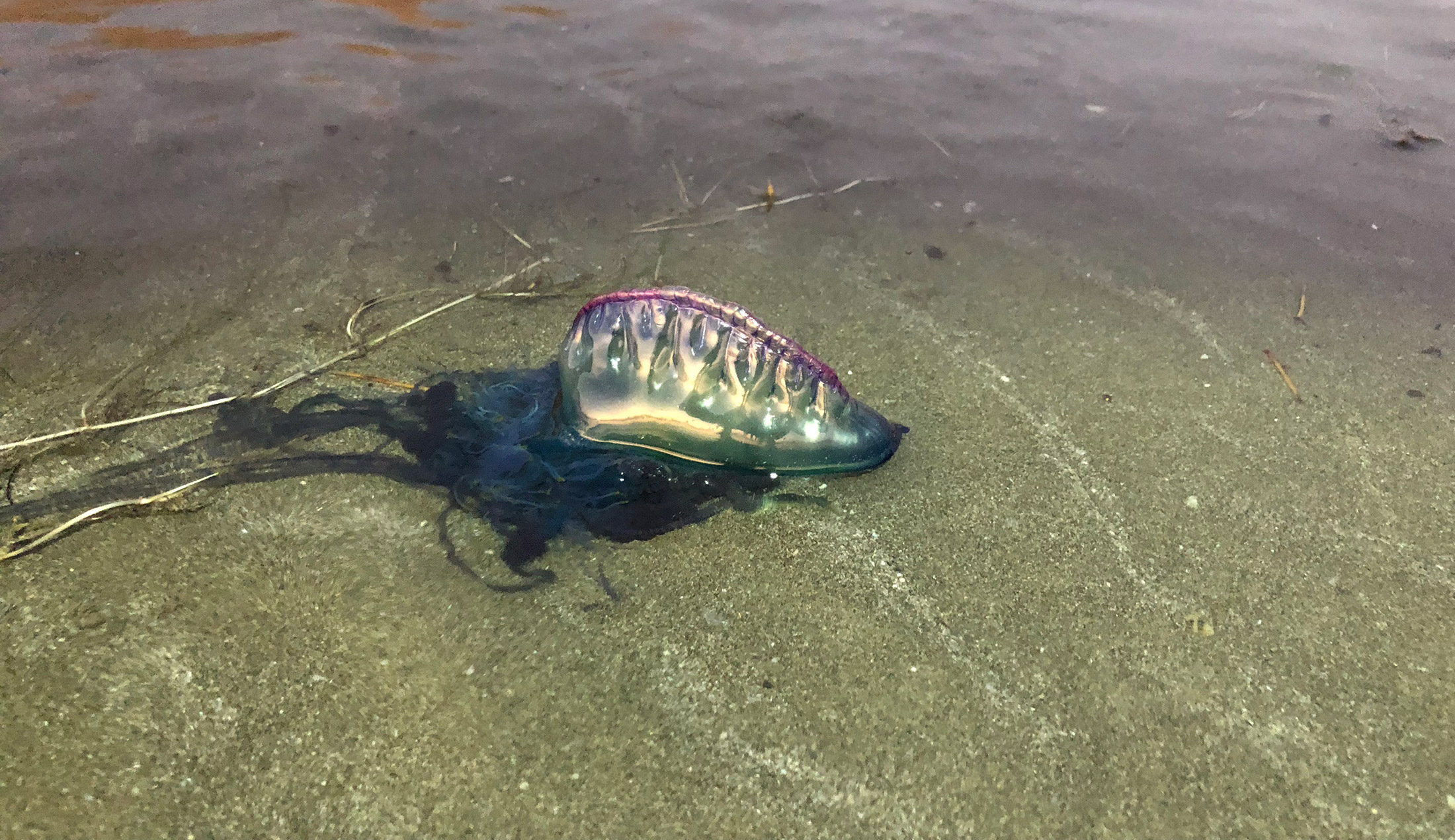 Portuguese Man Of War