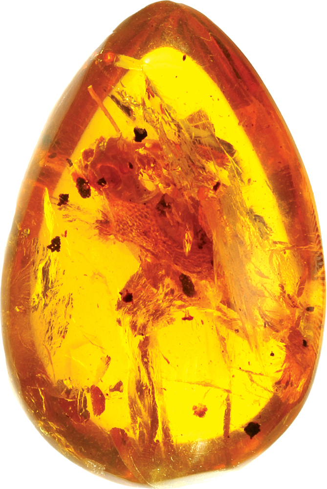 amber fossil
