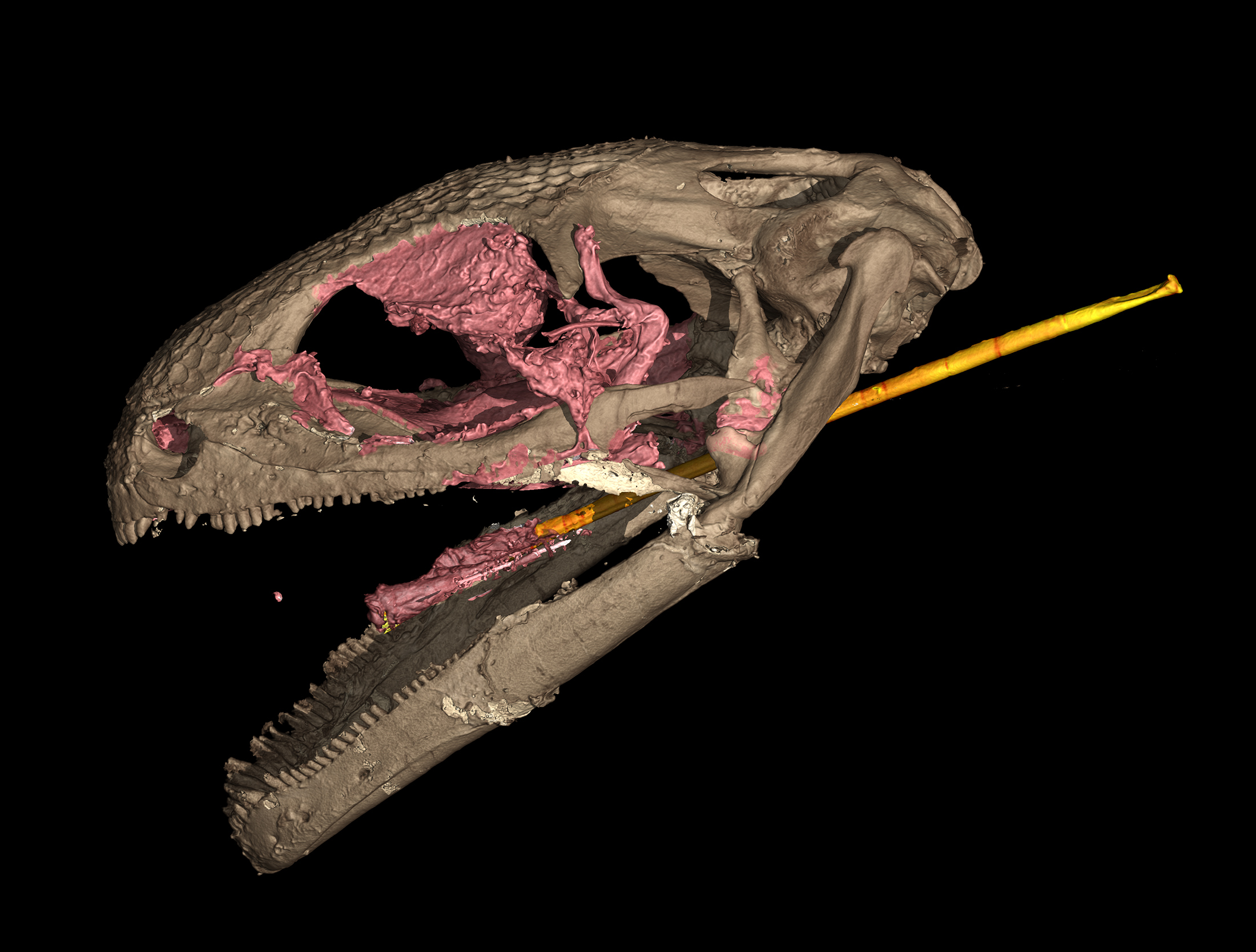 CT scan of the albanerpetontid skull