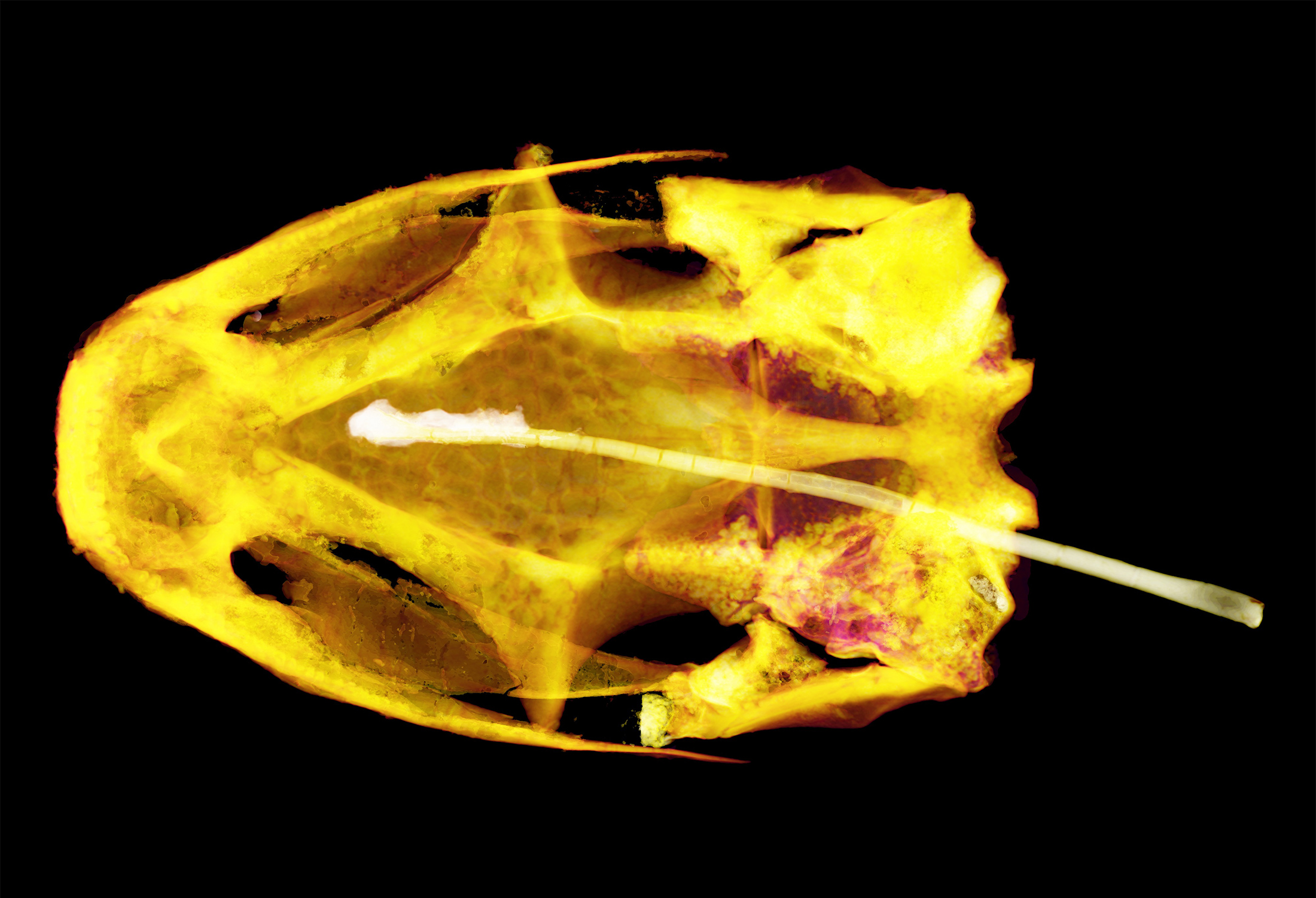 The fossil skull is seen from above, lighted in yellow