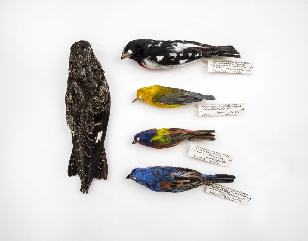 Prepared terrestrial bird specimens