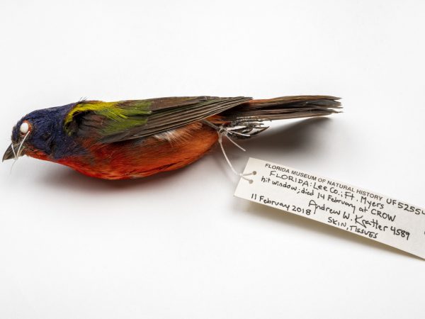 A bird specimen label
