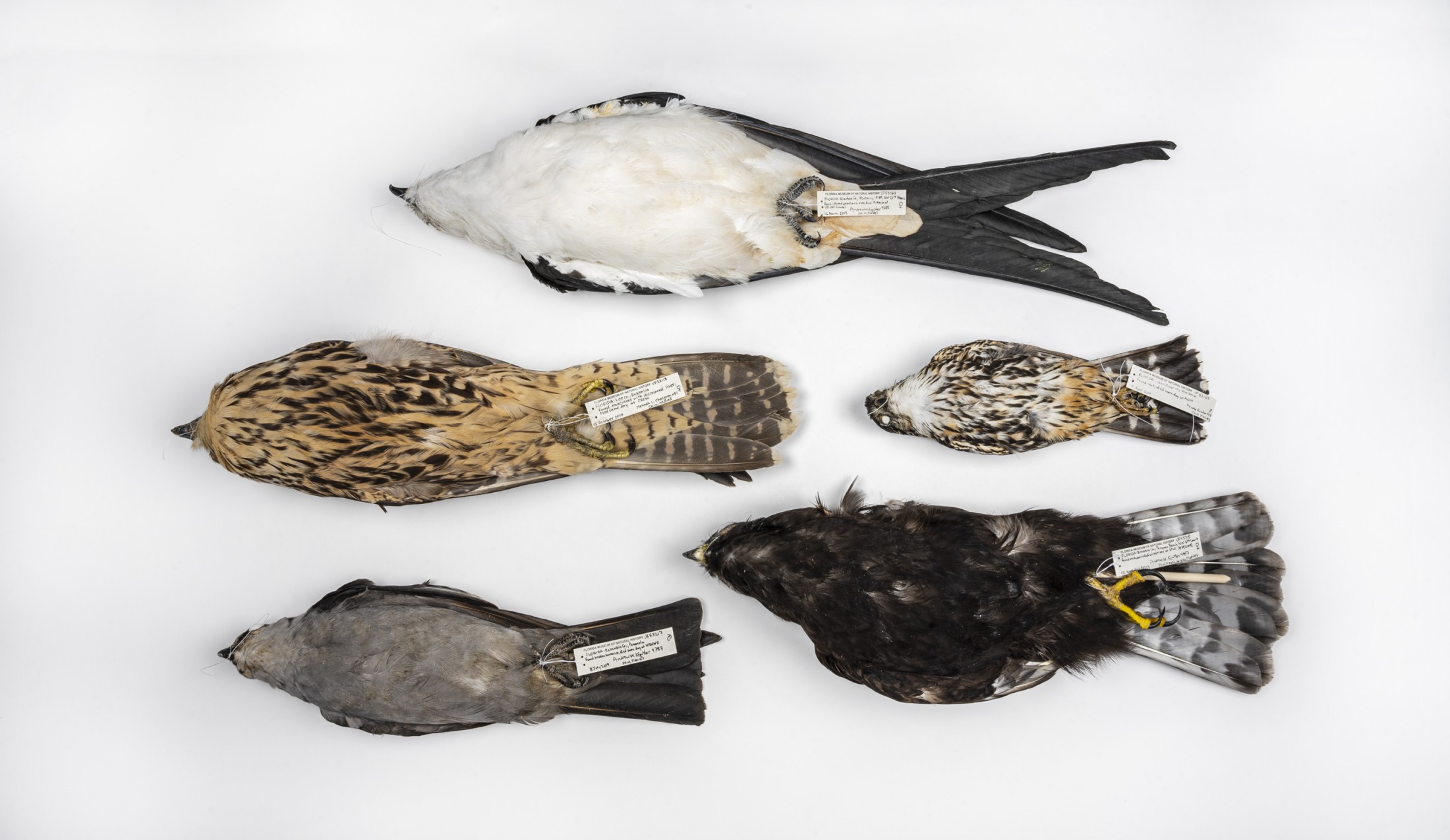 Rare bird specimens