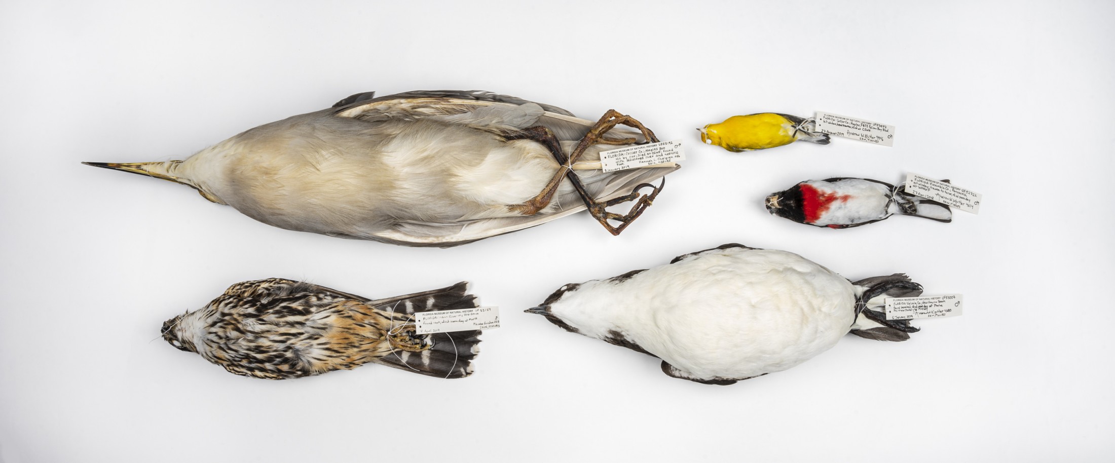 Florida Museum photo by Kristen Grace. A collection of bird specimens