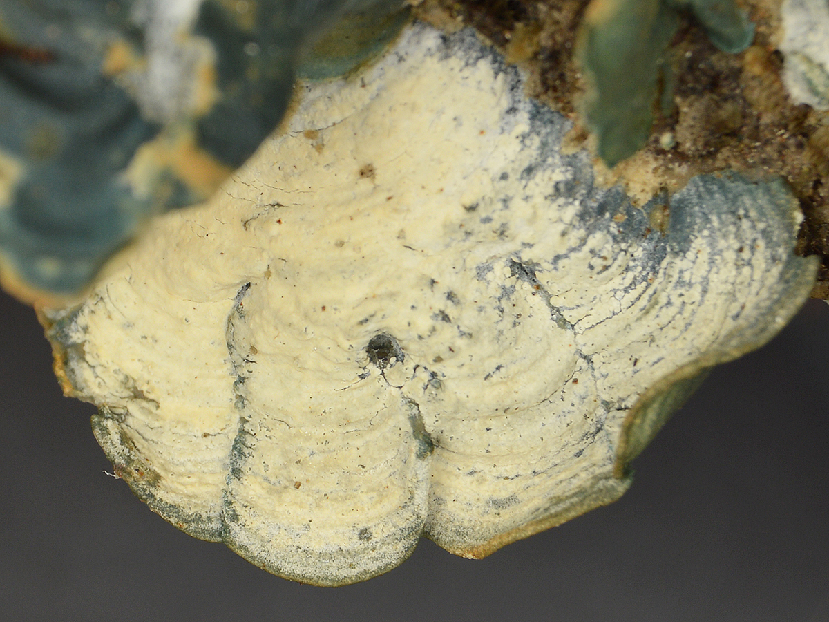 Close-up of a lichen sample