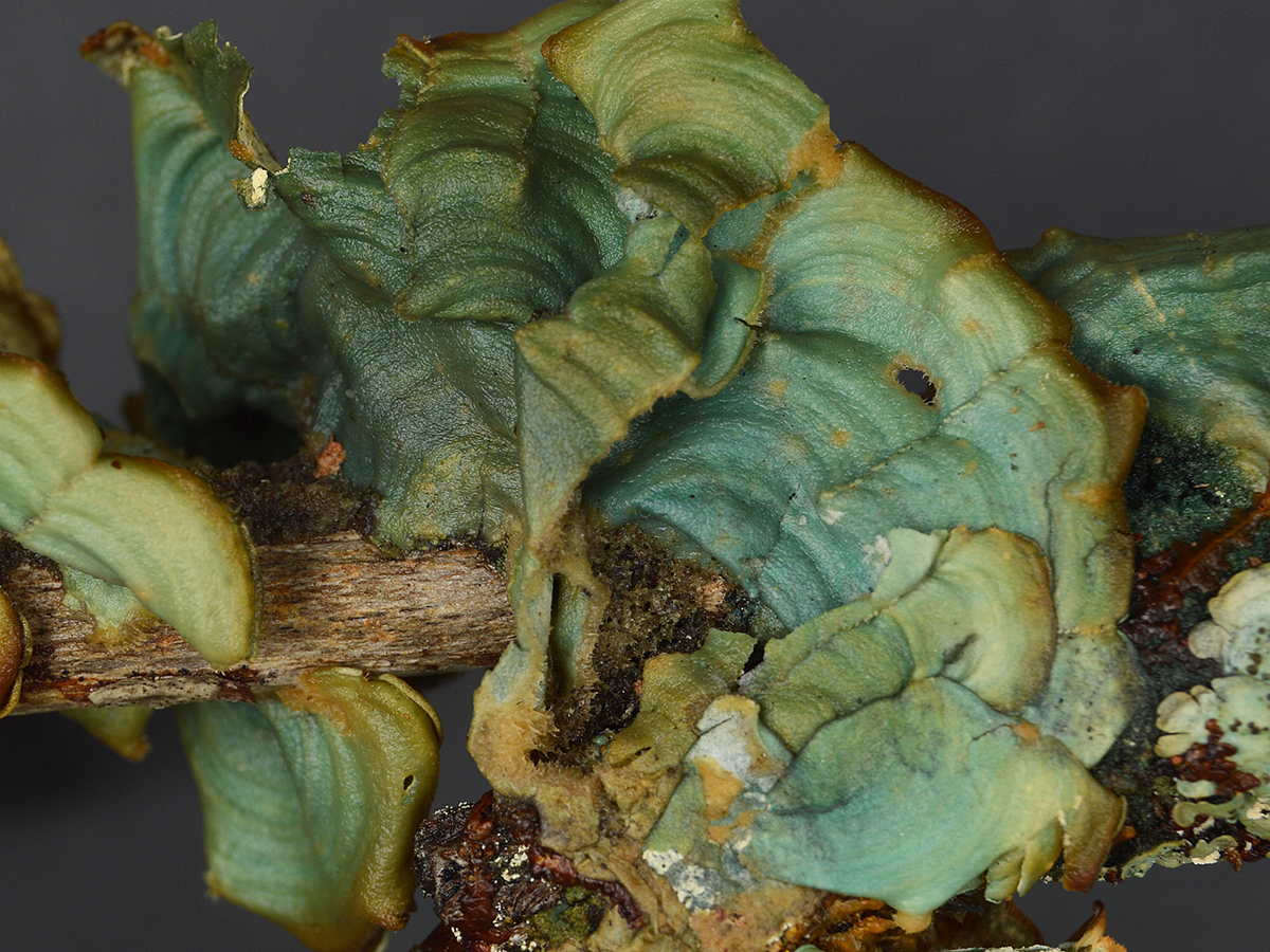 A green and blue lichen