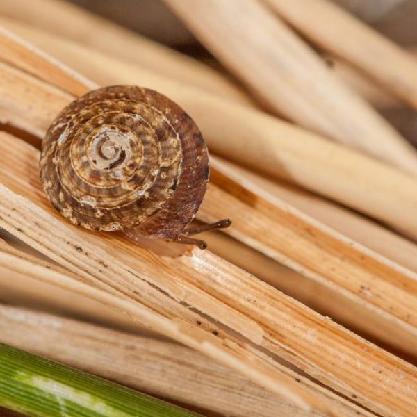 A brown snail