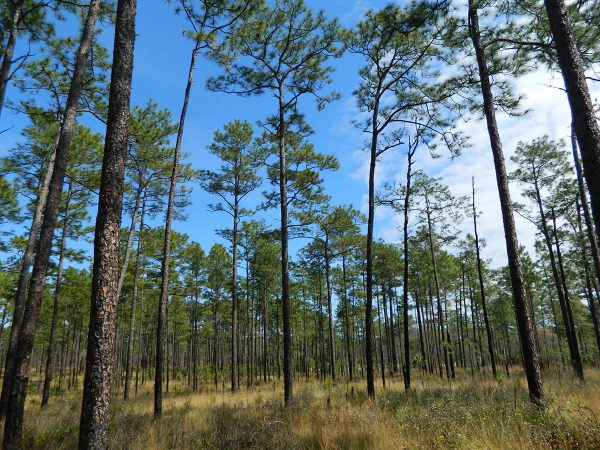 Ocala National Forest