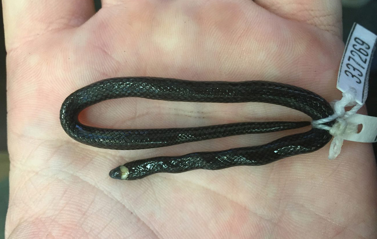 education sea water  animal snakeembedded  Embedding specimens 