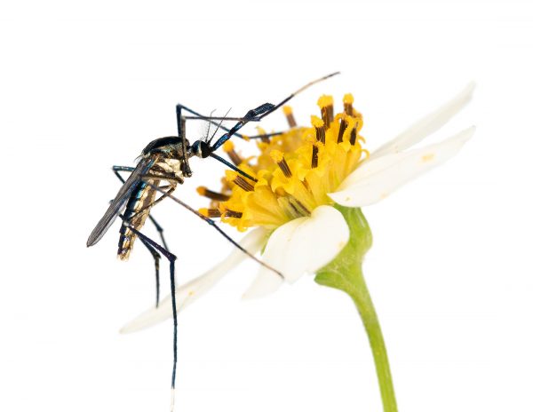 mosquito feeding at flower