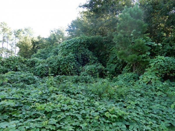 large swatch of kudzu covering landscape