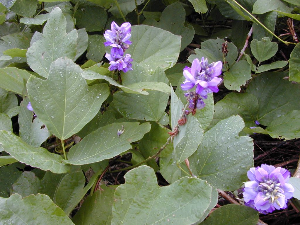 leaves and purple flowers